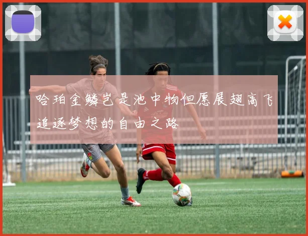 哈珀金鳞岂是池中物但愿展翅高飞追逐梦想的自由之路